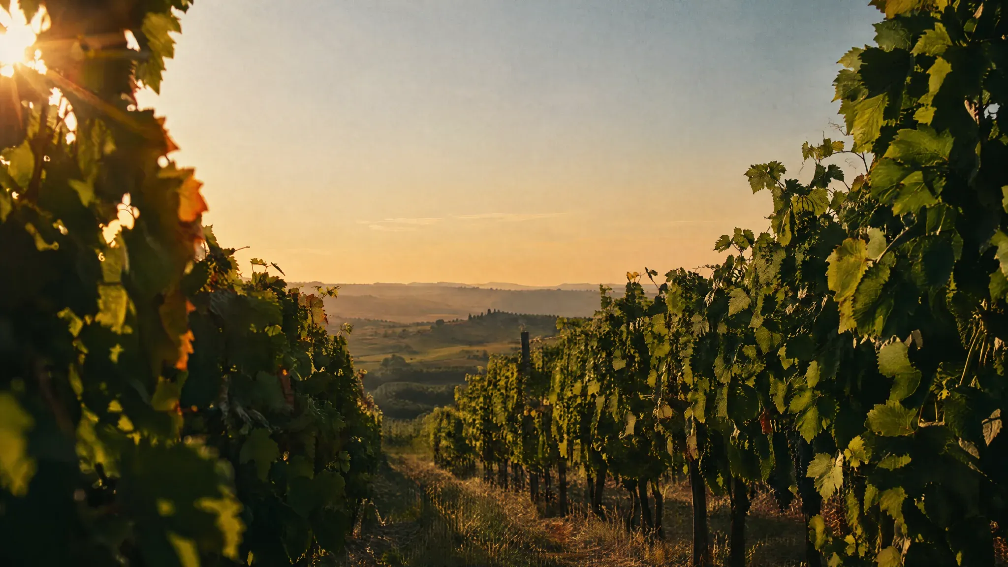 Rows of vines opening into a warm late afternoon horizon